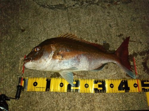マダイの釣果
