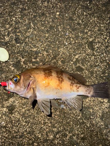 メバルの釣果