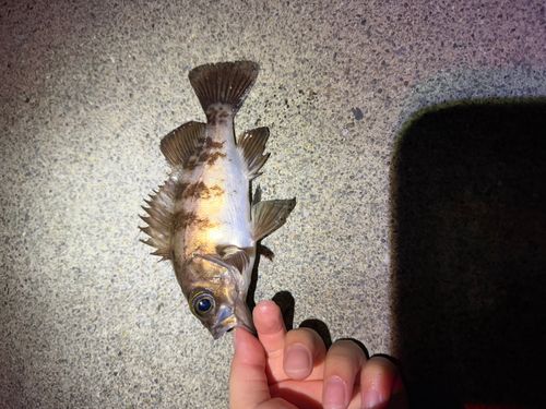 メバルの釣果