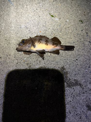 メバルの釣果