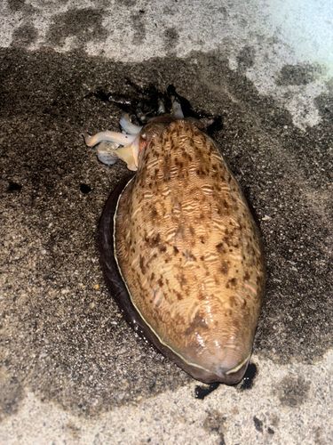 コウイカの釣果
