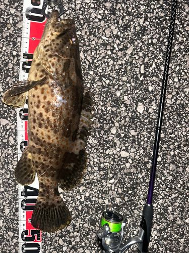 チャイロマルハタの釣果