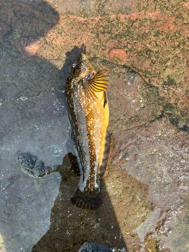 クジメの釣果