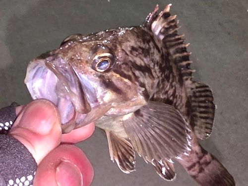 クロソイの釣果