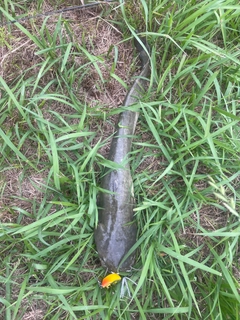 マナマズの釣果
