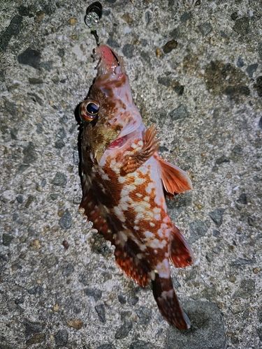 ガシラの釣果