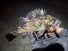 クロソイの釣果