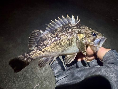 クロソイの釣果