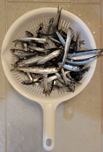 カタクチイワシの釣果