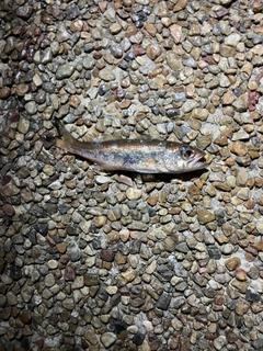 ムツの釣果