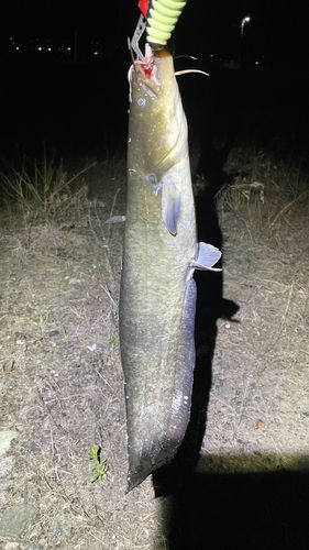 ナマズの釣果