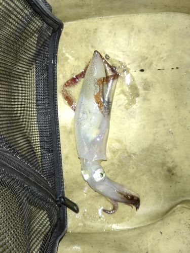 マメイカの釣果