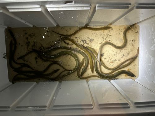 ウナギの釣果