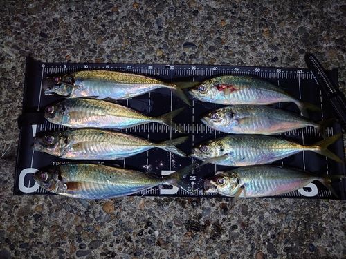 アジの釣果