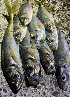 アジの釣果