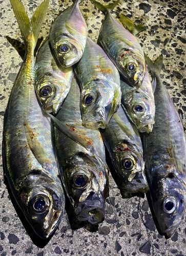 アジの釣果
