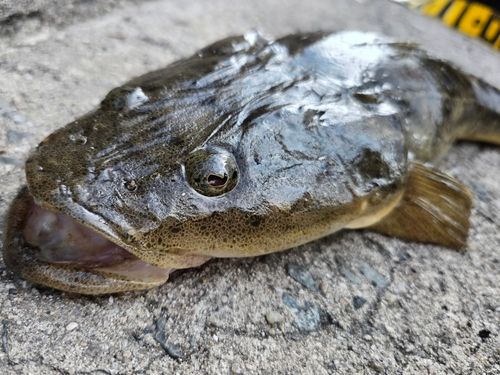 マゴチの釣果