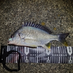 キビレの釣果