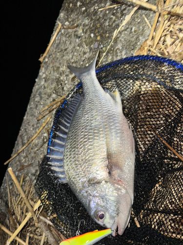 キビレの釣果
