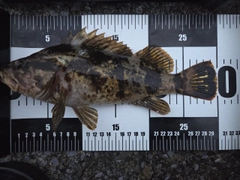 ベッコウゾイの釣果