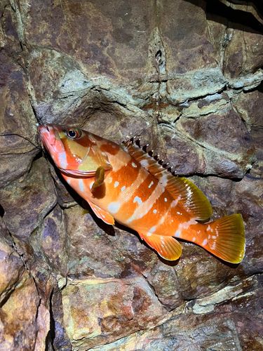 アカハタの釣果