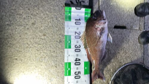 マダイの釣果