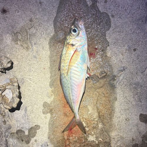 マアジの釣果