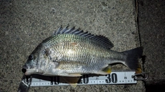 キビレの釣果