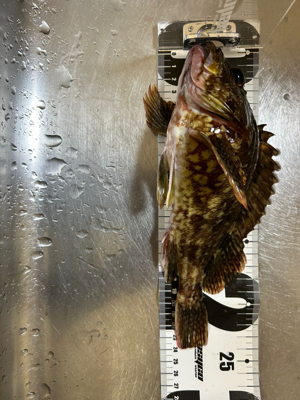 ガシラの釣果写真