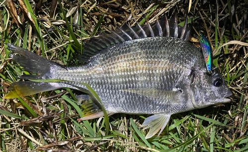 キビレの釣果