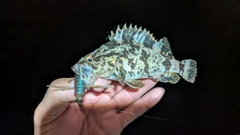 タケノコメバルの釣果