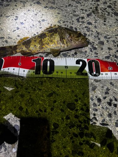 タケノコメバルの釣果