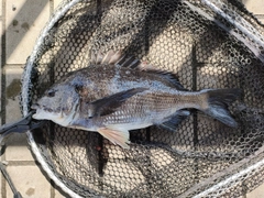 クロダイの釣果