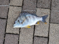 キビレの釣果