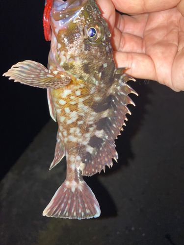 カサゴの釣果