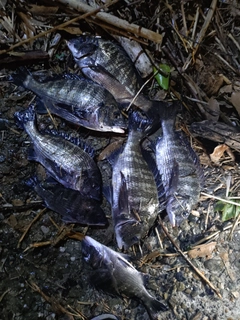 クロダイの釣果