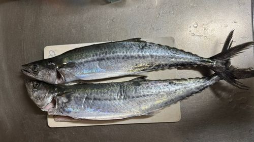 サゴシの釣果