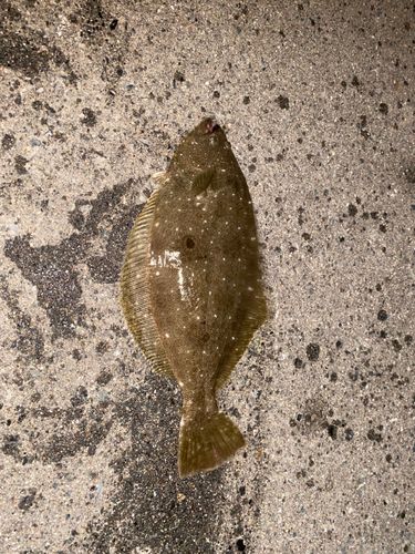 スズキの釣果