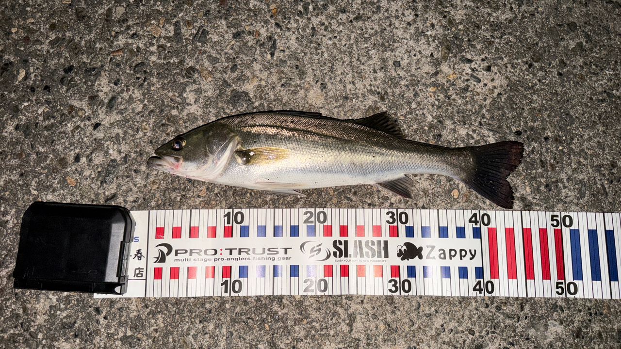 シーバスの釣果写真