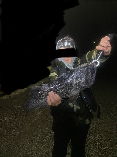 クロソイの釣果