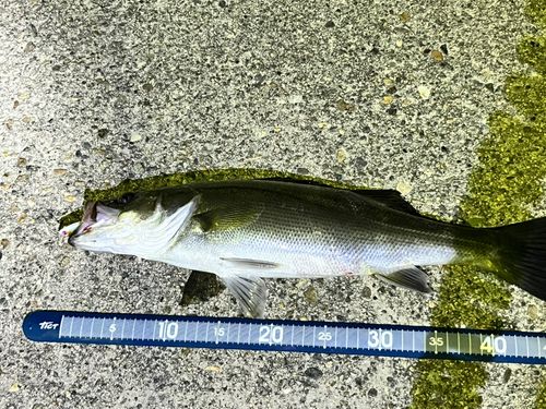 セイゴ（マルスズキ）の釣果