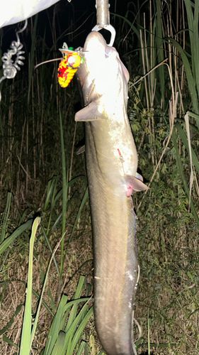 ナマズの釣果
