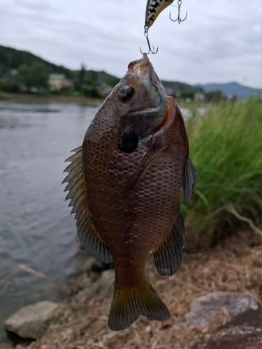 ブルーギルの釣果