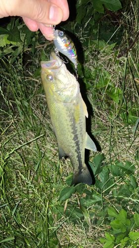 ラージマウスバスの釣果