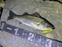 シーバスの釣果