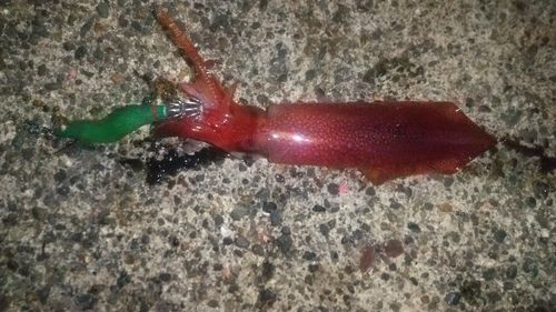 ケンサキイカの釣果