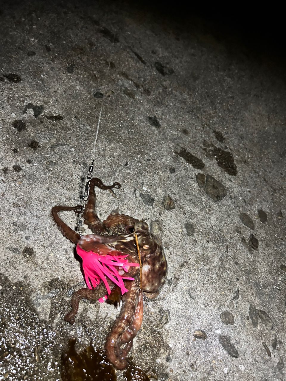 タコの釣果写真