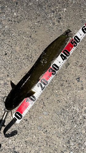 ナマズの釣果