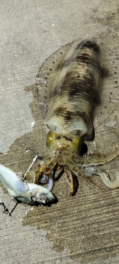 アオリイカの釣果