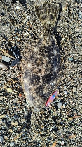 ソゲの釣果